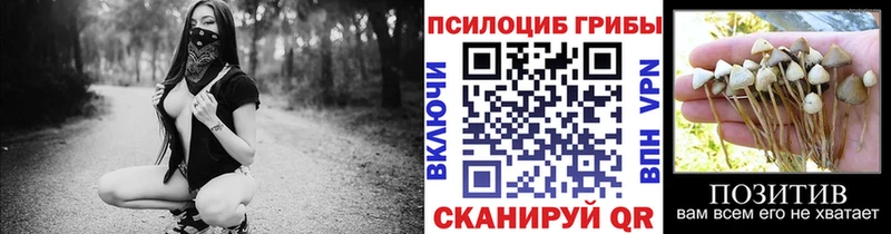 где продают наркотики  Псков  Галлюциногенные грибы Psilocybe 